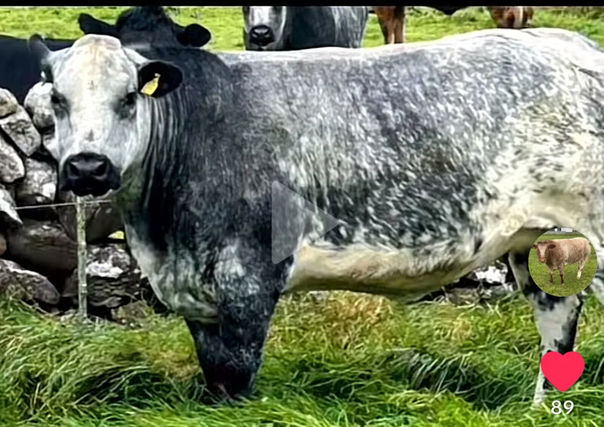 ⭐️Super In calf Heifers⭐️Ballinasloe Mart 22nd Nov - Image 1