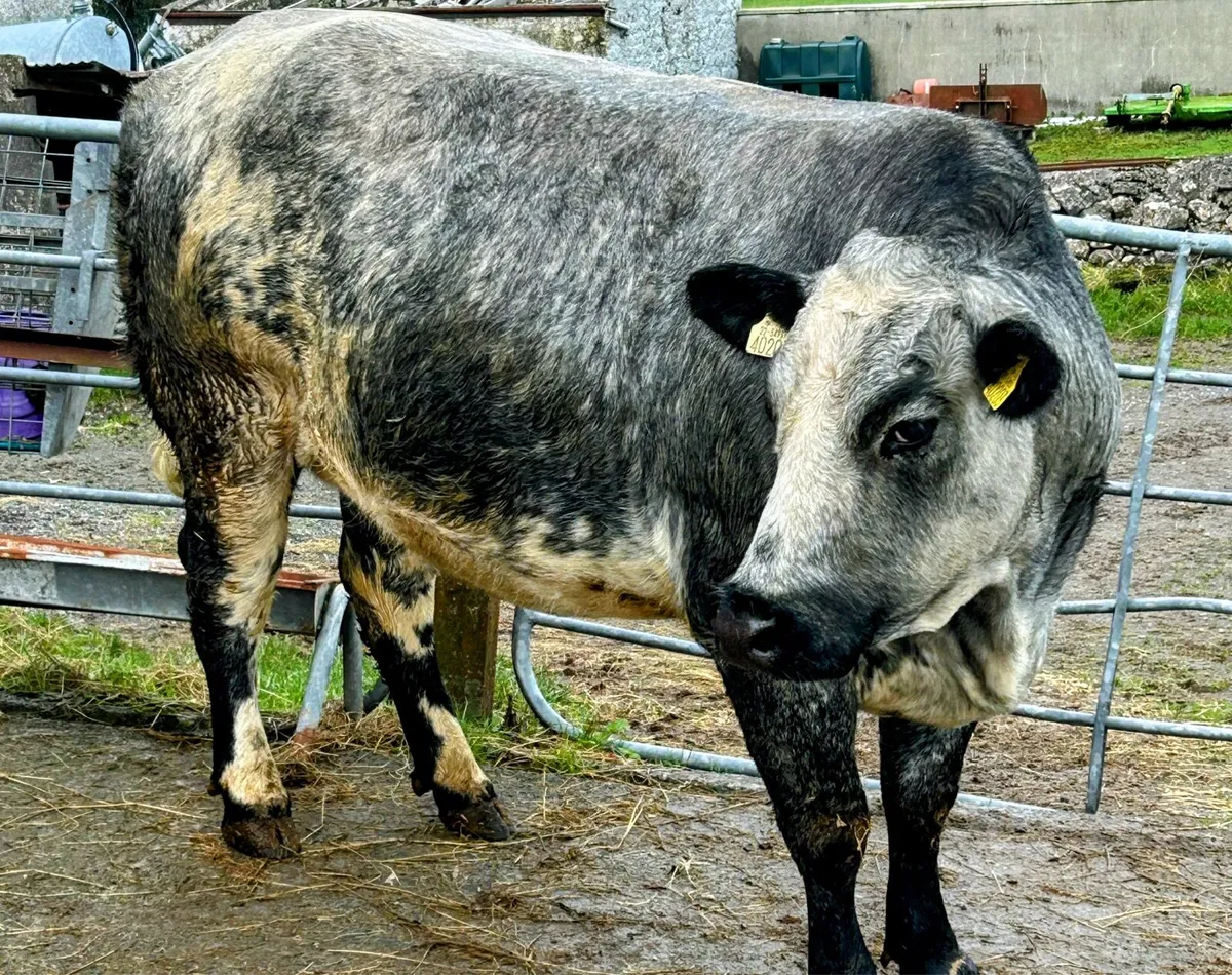 ⭐️Super In calf Heifers⭐️Ballinasloe Mart 22nd Nov - Image 2