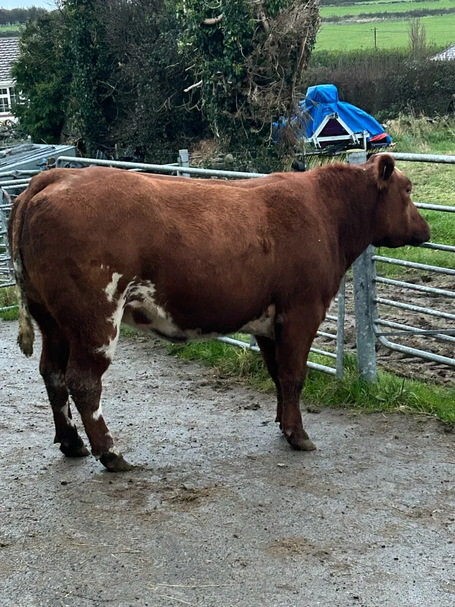 ⭐️Super In calf Heifers⭐️Ballinasloe Mart 22nd Nov - Image 3