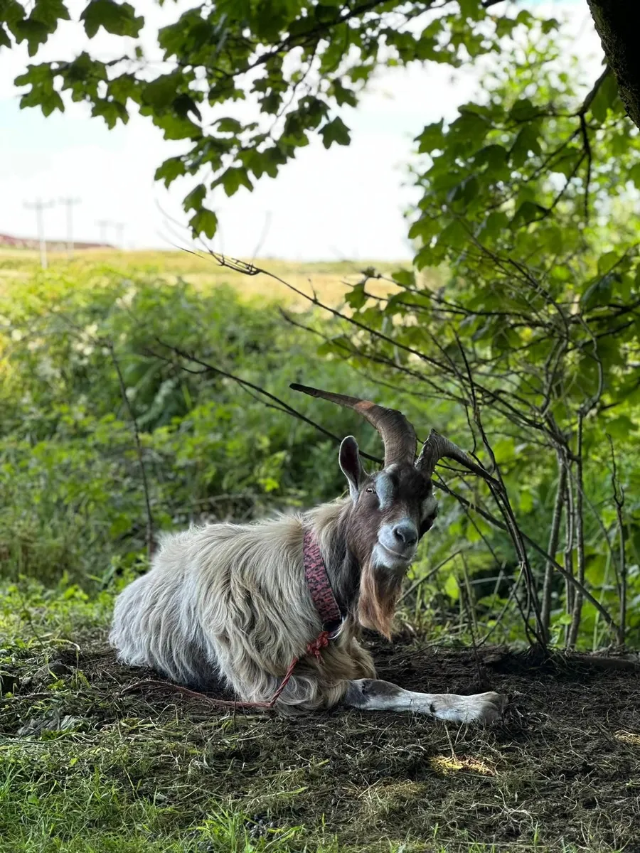 Billy goat - Image 1