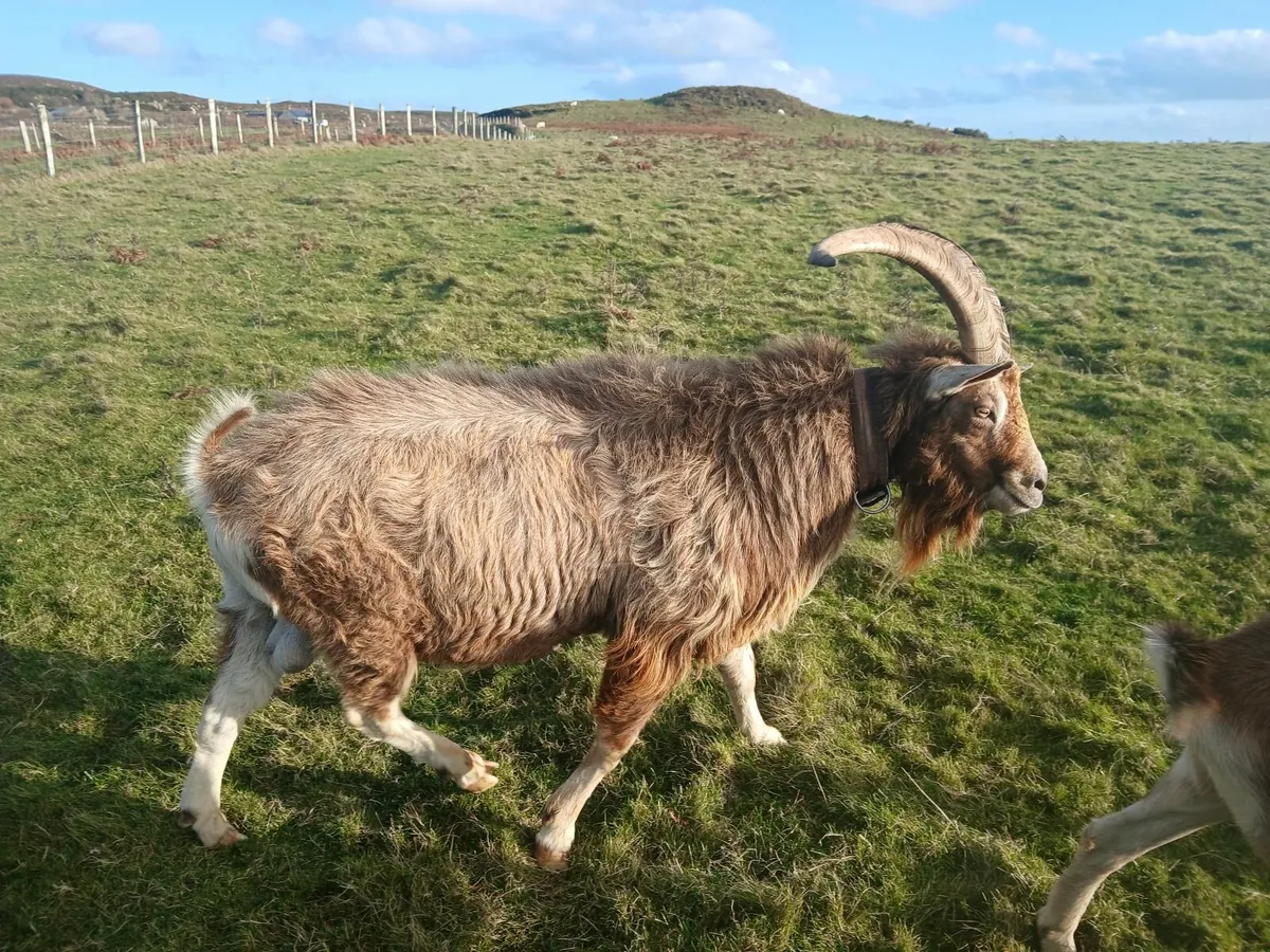 Billy goat - Image 4