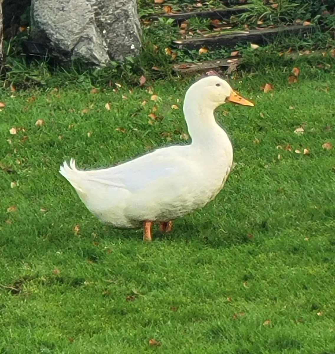 2  Aylesbury  Drakes - Image 1