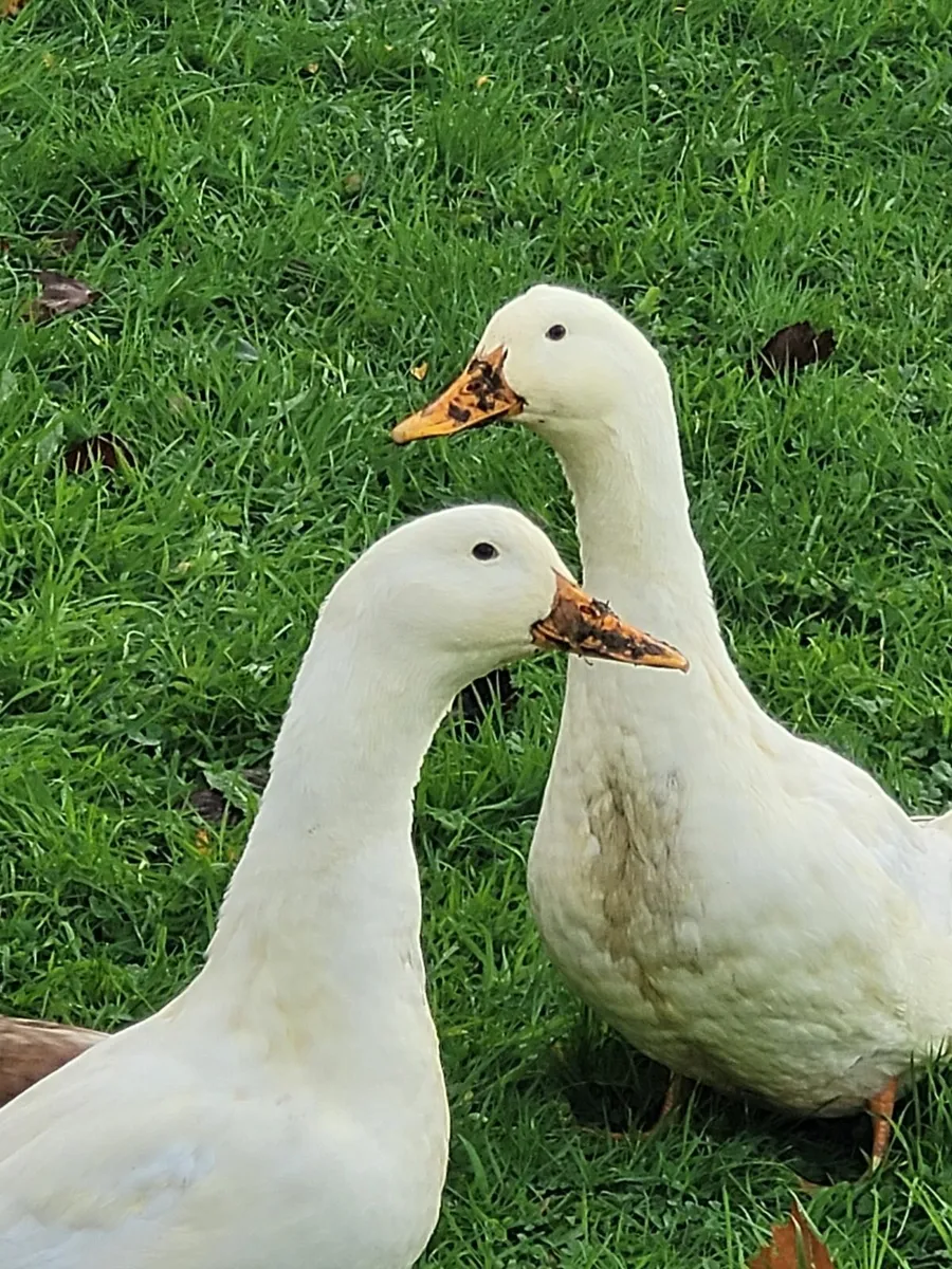 2  Aylesbury  Drakes - Image 2