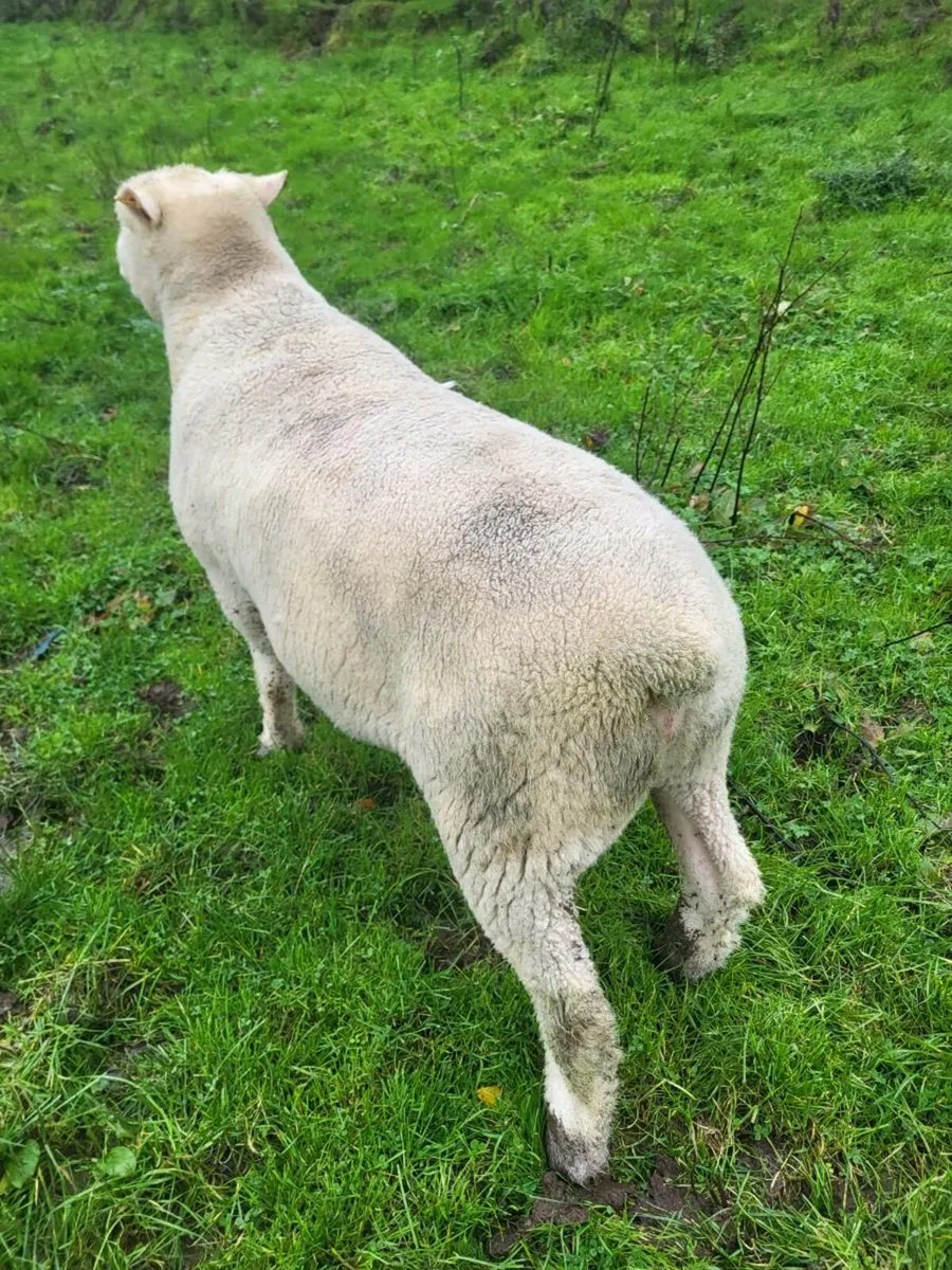 Dorset Ram and ram lambs - Image 1