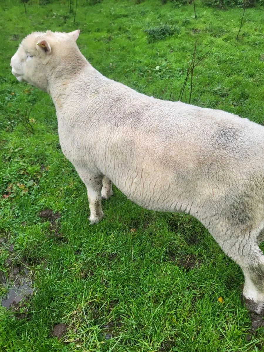 Dorset Ram and ram lambs - Image 2