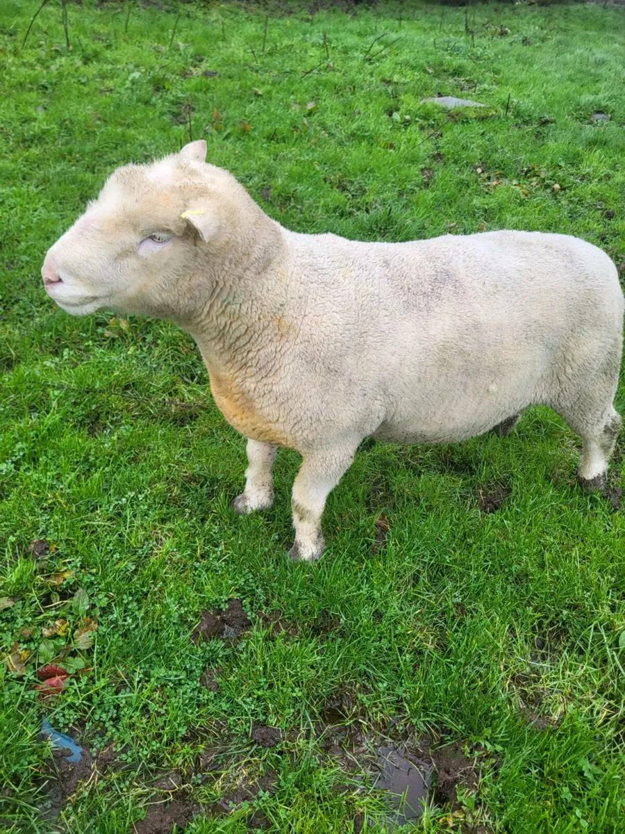Dorset Ram and ram lambs - Image 3