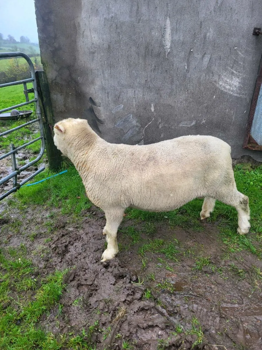 Dorset Ram and ram lambs - Image 4