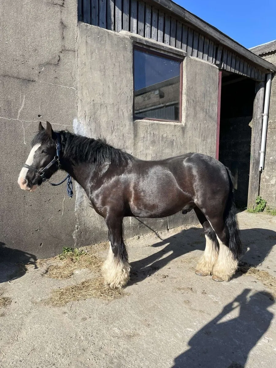 Bert 13.2hh Super Cob Pony - Image 1