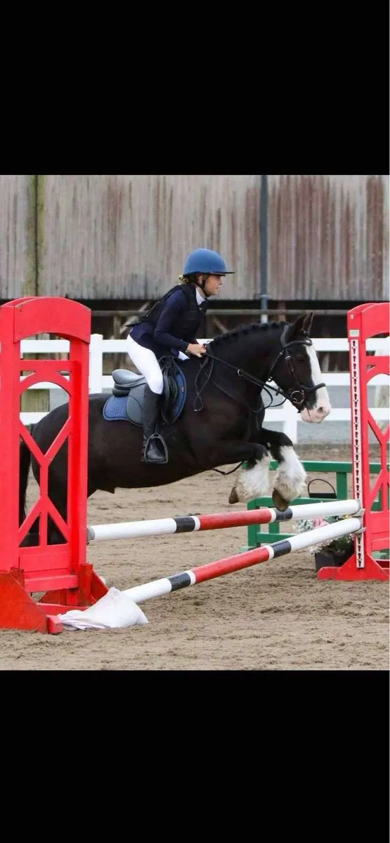 Bert 13.2hh Super Cob Pony - Image 2