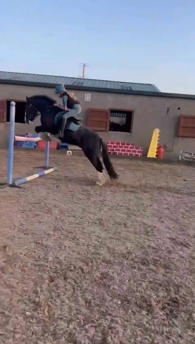 Bert 13.2hh Super Cob Pony - Image 3