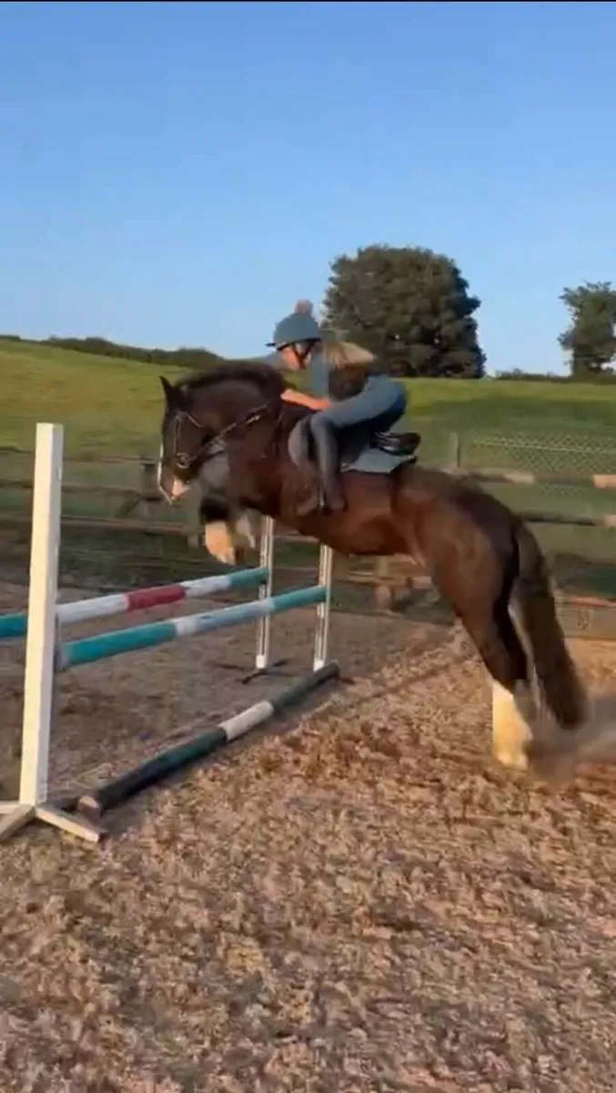 Bert 13.2hh Super Cob Pony - Image 4