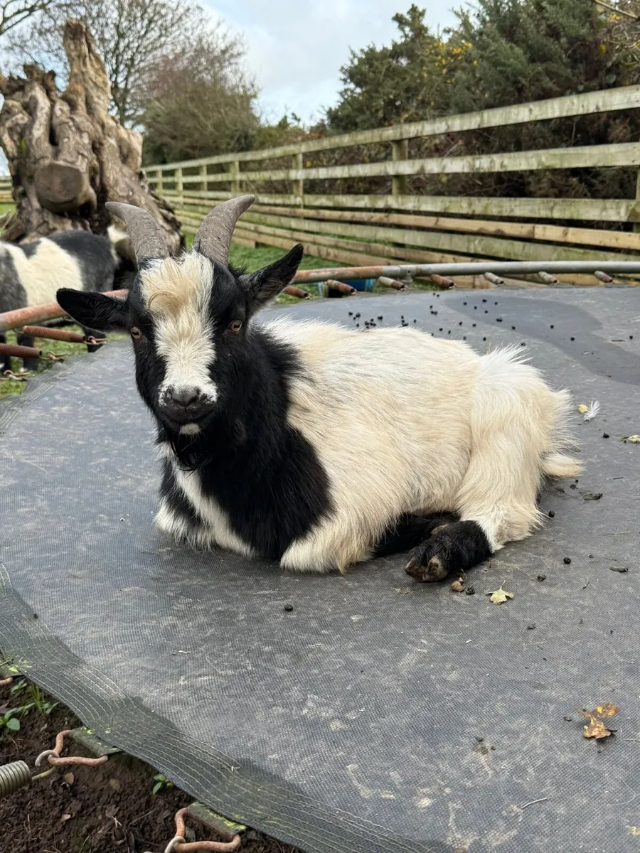 Pygmy buck - Image 3