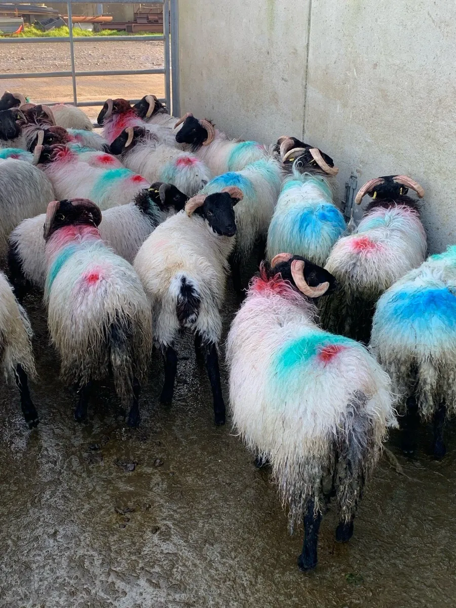 ‼️Store lambs‼️ - Image 2