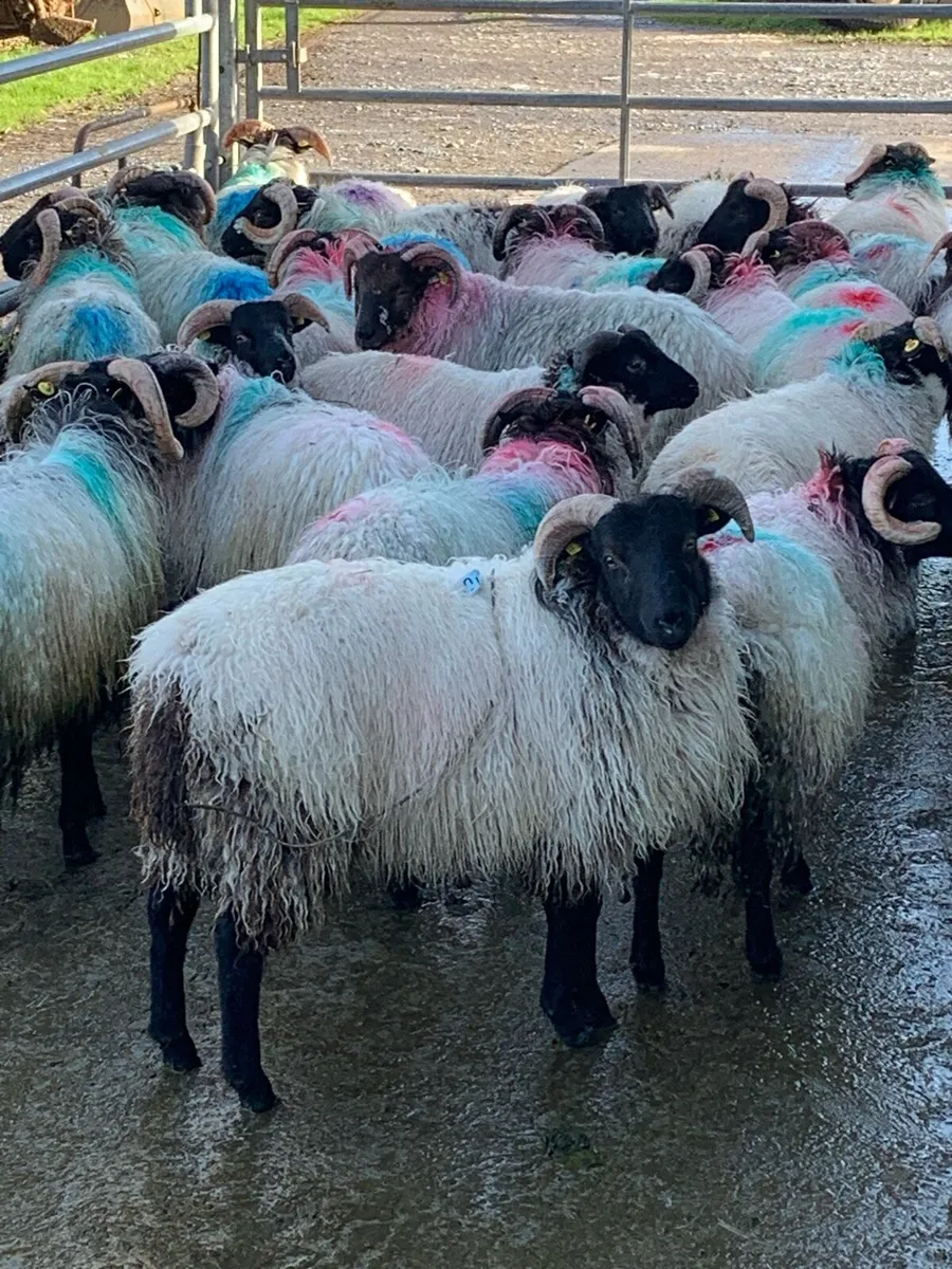 ‼️Store lambs‼️ - Image 3