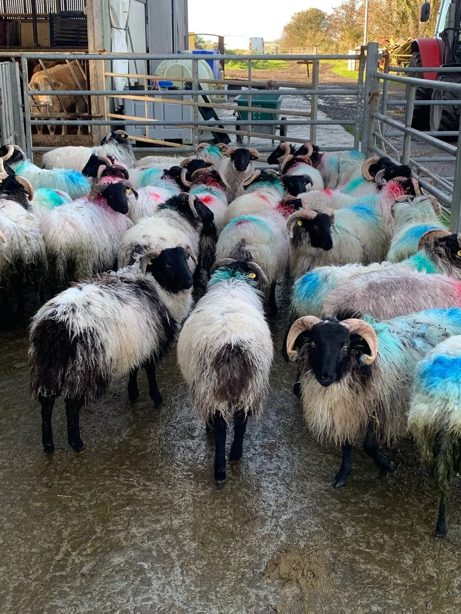 ‼️Store lambs‼️ - Image 4