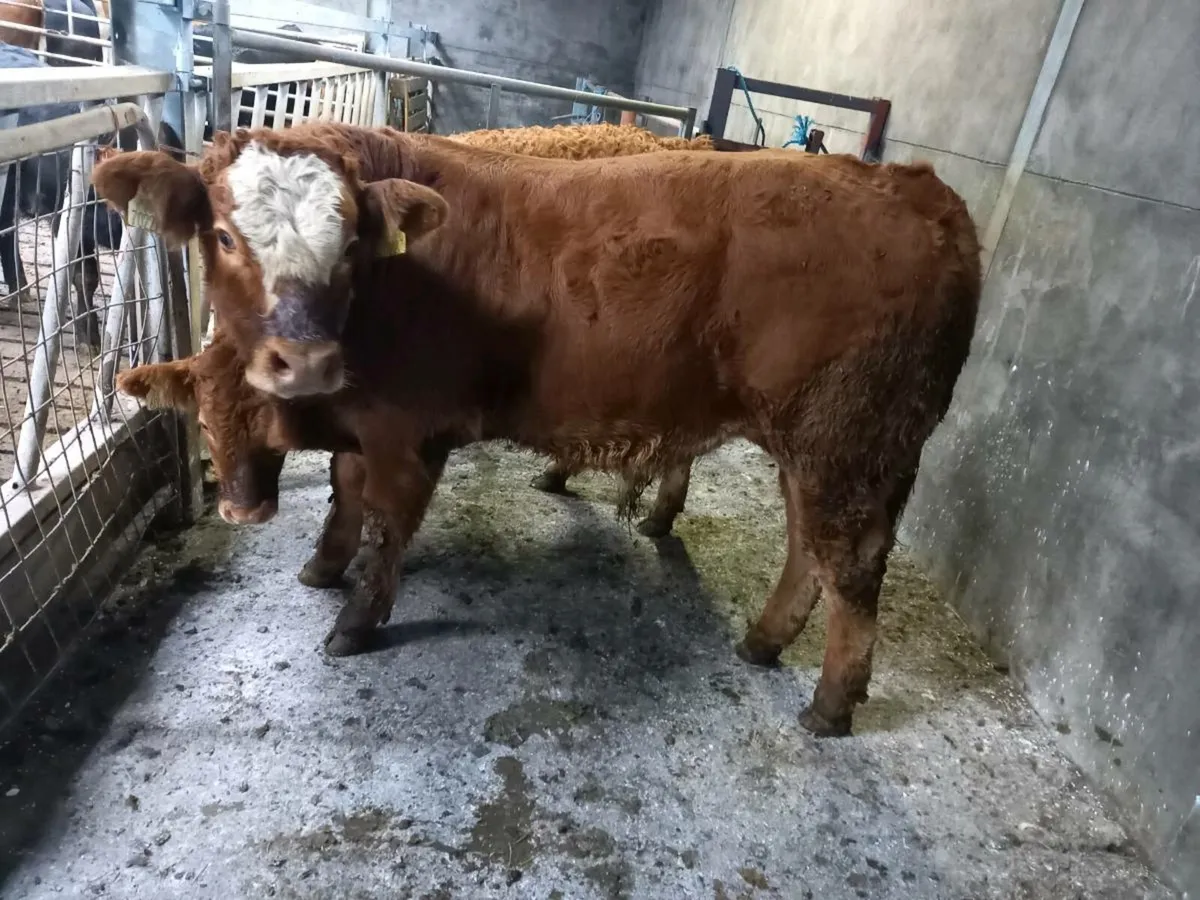 5 weanlings - Image 2