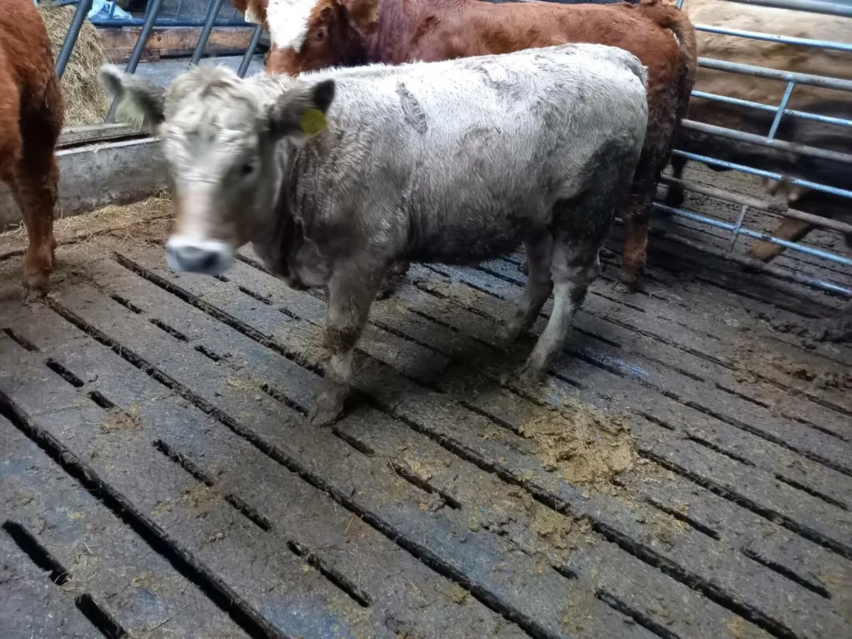 5 weanlings - Image 3