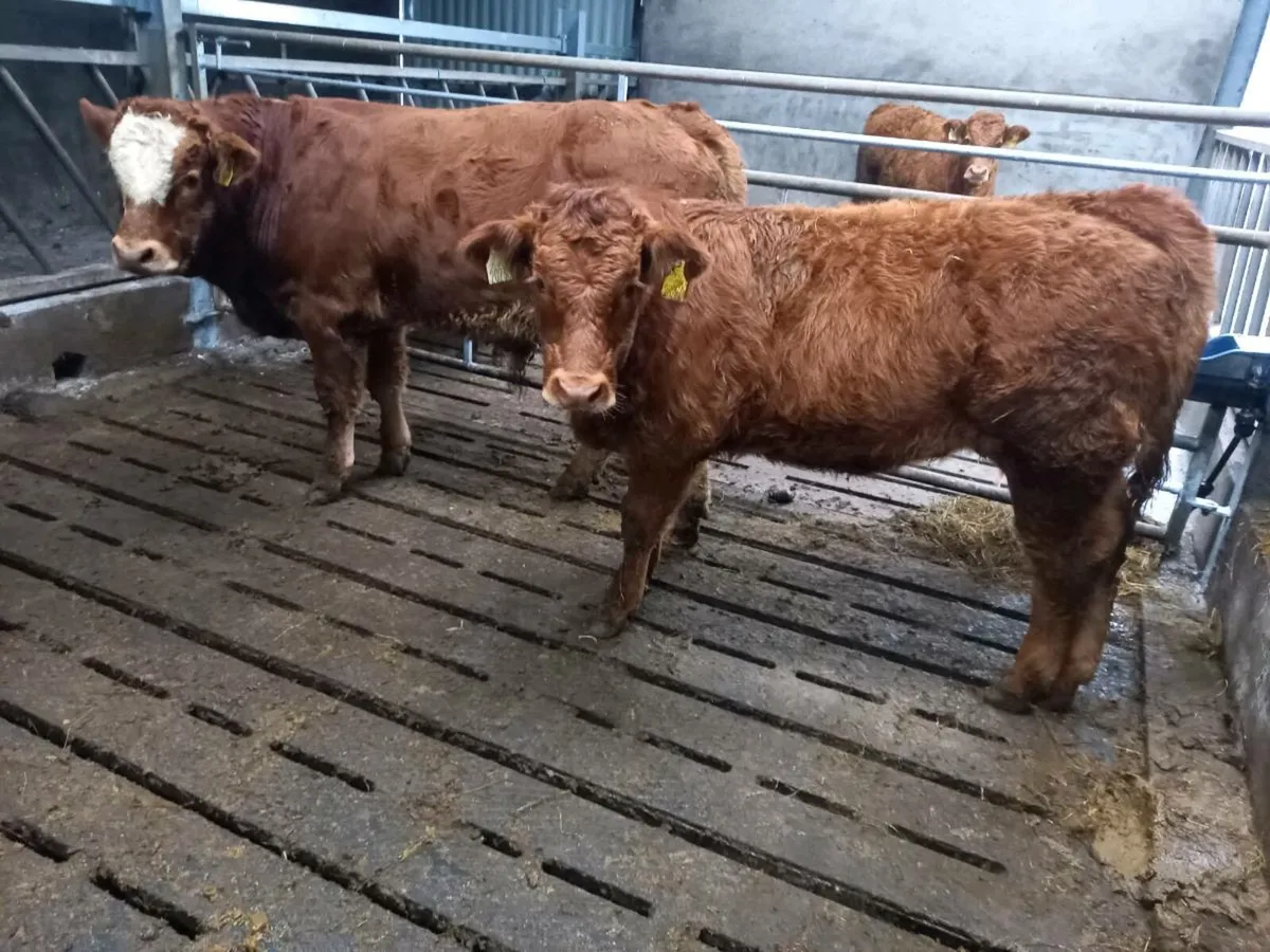 5 weanlings - Image 4