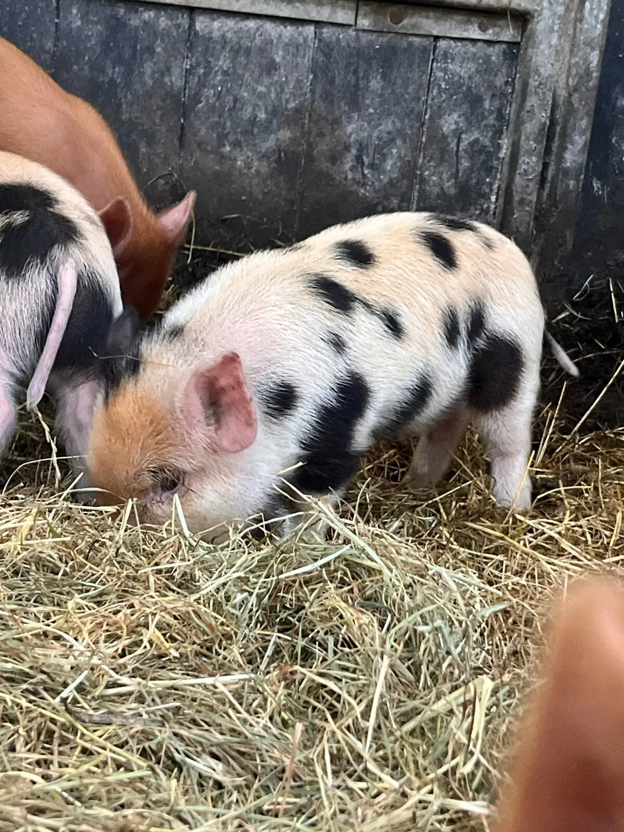 Kune kune piglets - Image 1