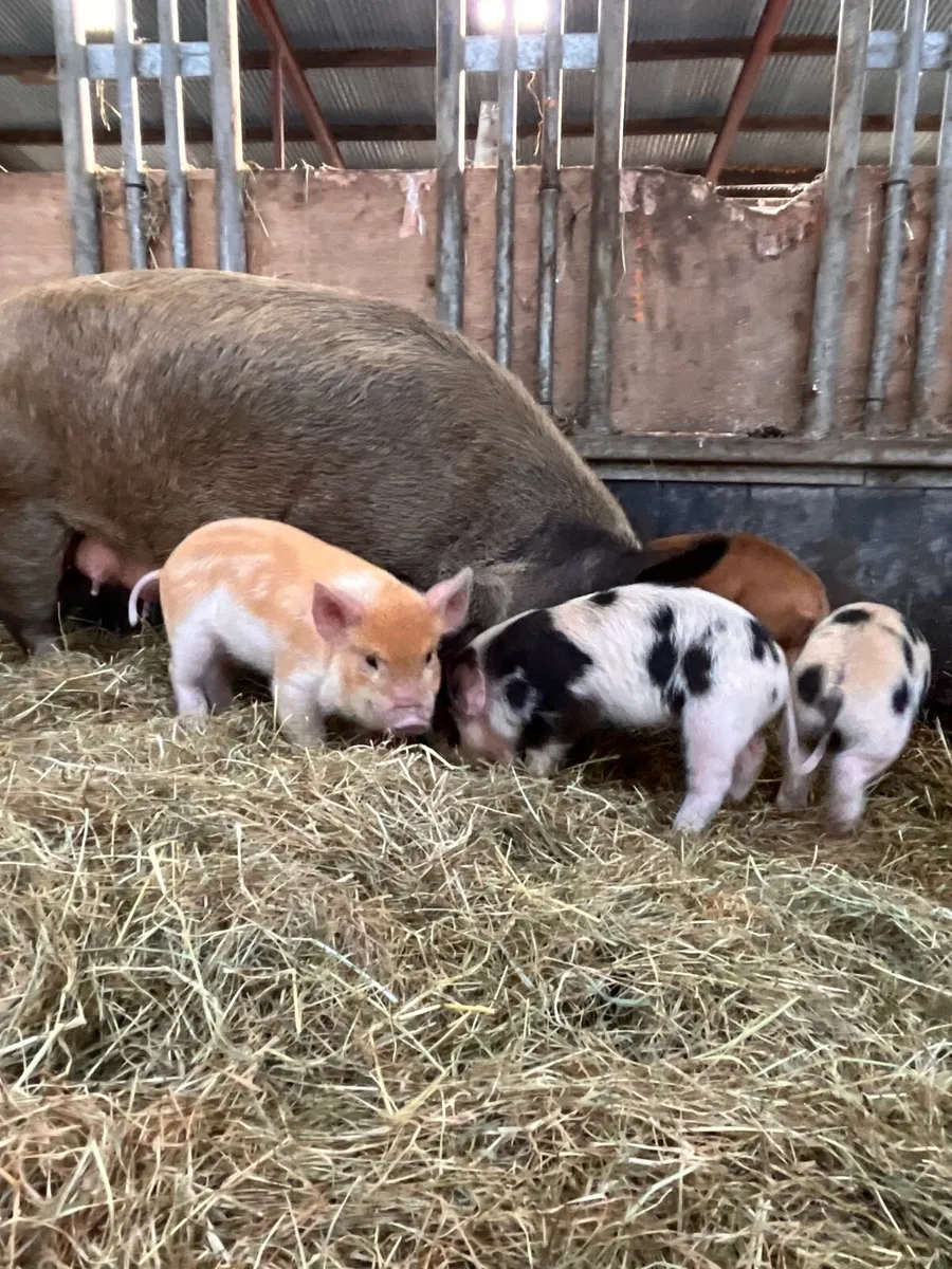Kune kune piglets - Image 2