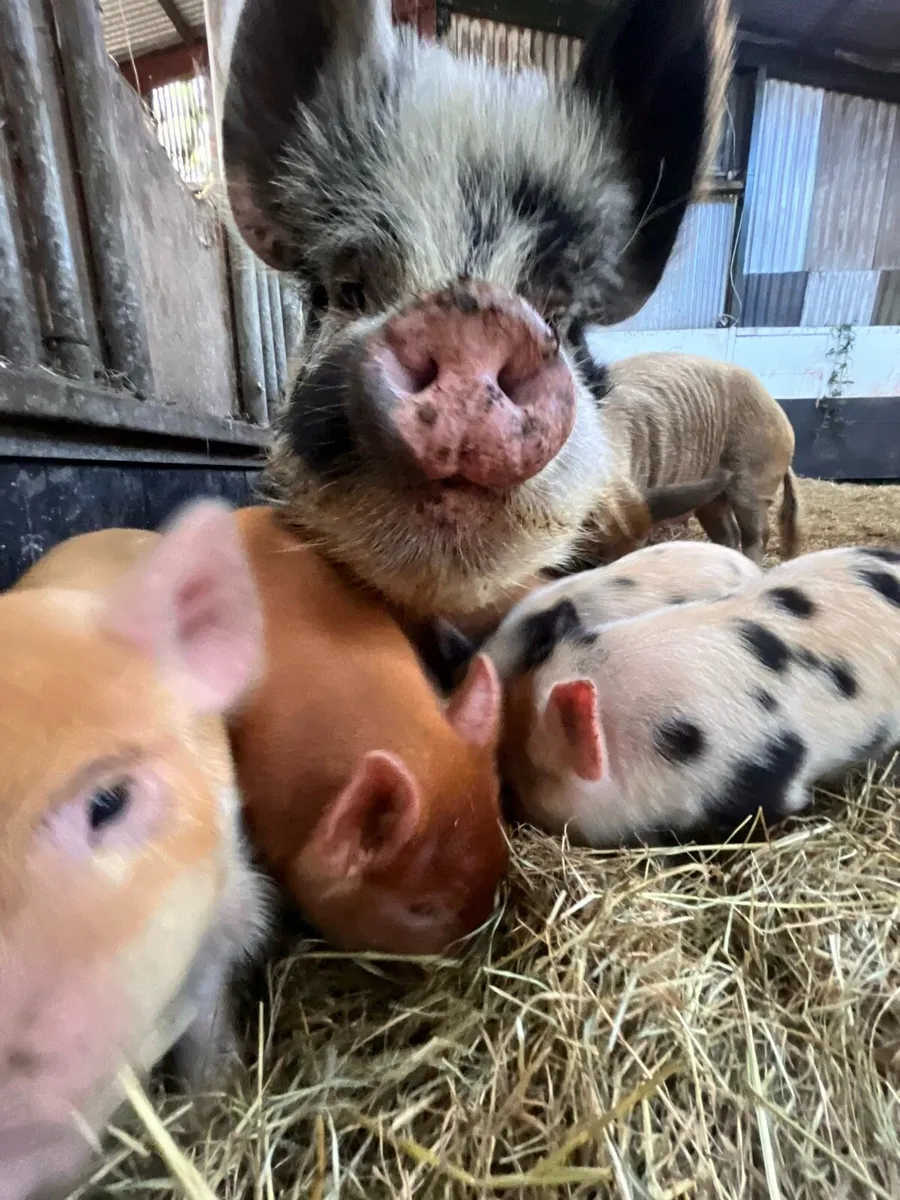 Kune kune piglets - Image 3