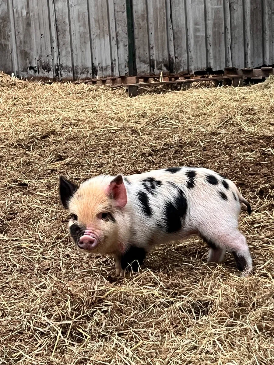 Kune kune piglets - Image 4