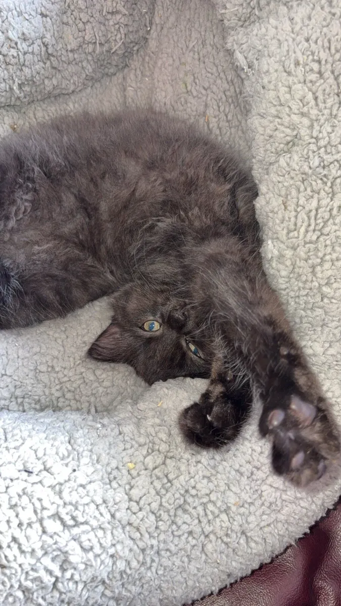 Ragdoll x British short haired kitten - Image 3