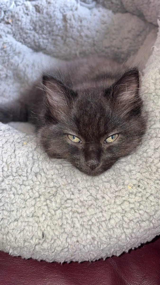 Ragdoll x British short haired kitten - Image 1