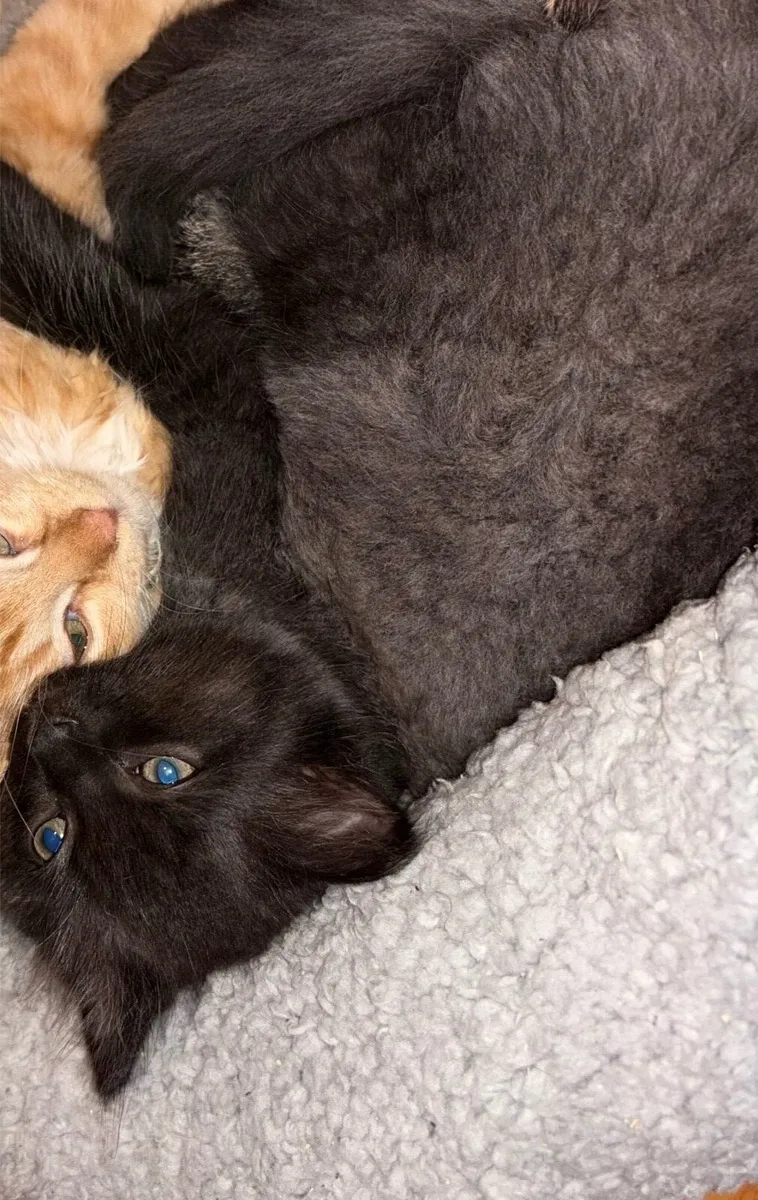 Ragdoll x British short haired kitten - Image 4