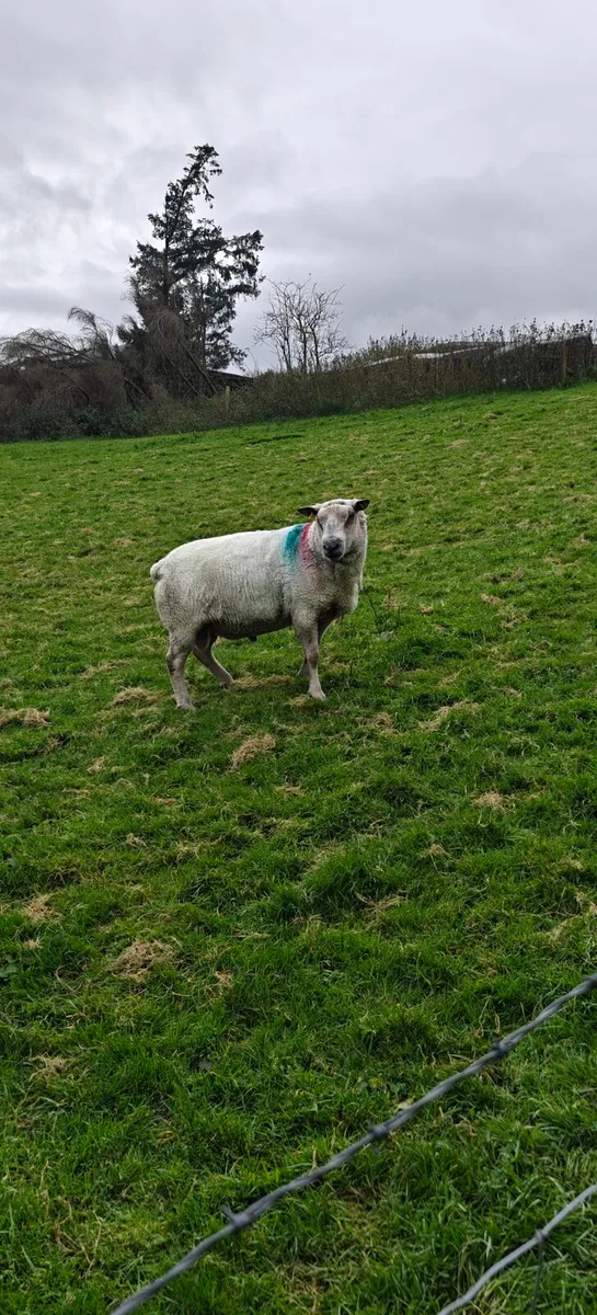 Charollais ram - Image 1