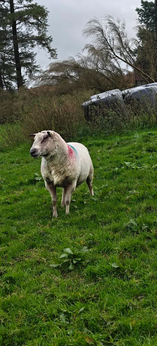 Charollais ram - Image 2