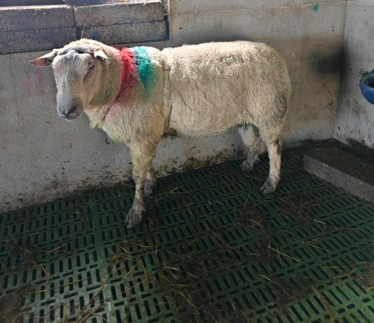 Charollais ram - Image 3