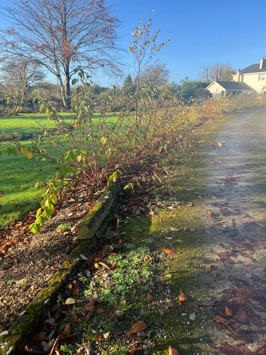 Dogwood hedging - three years old
