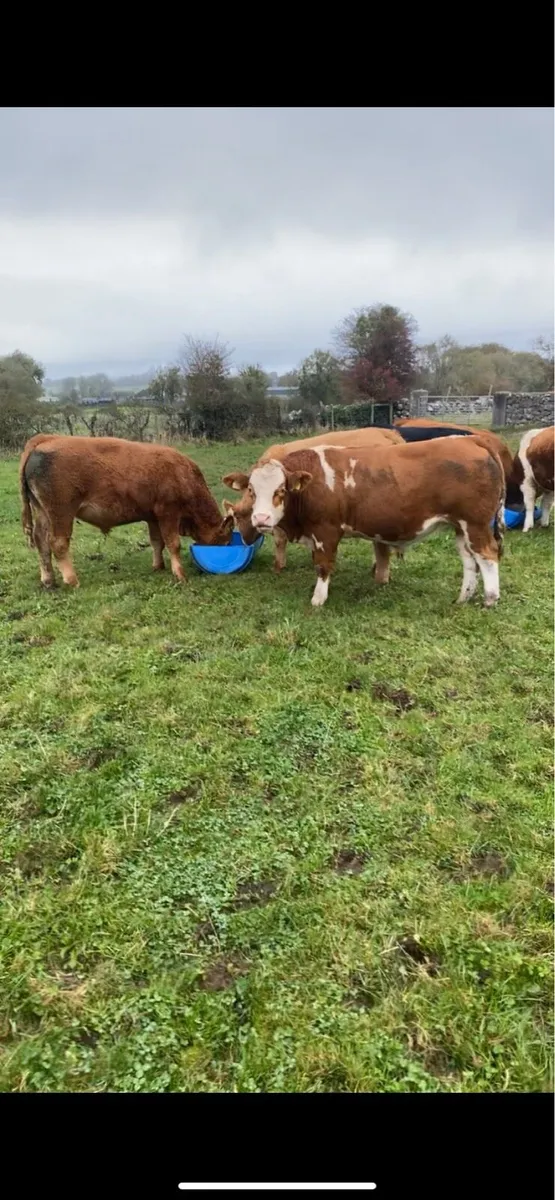 Organic Bullocks - Image 3