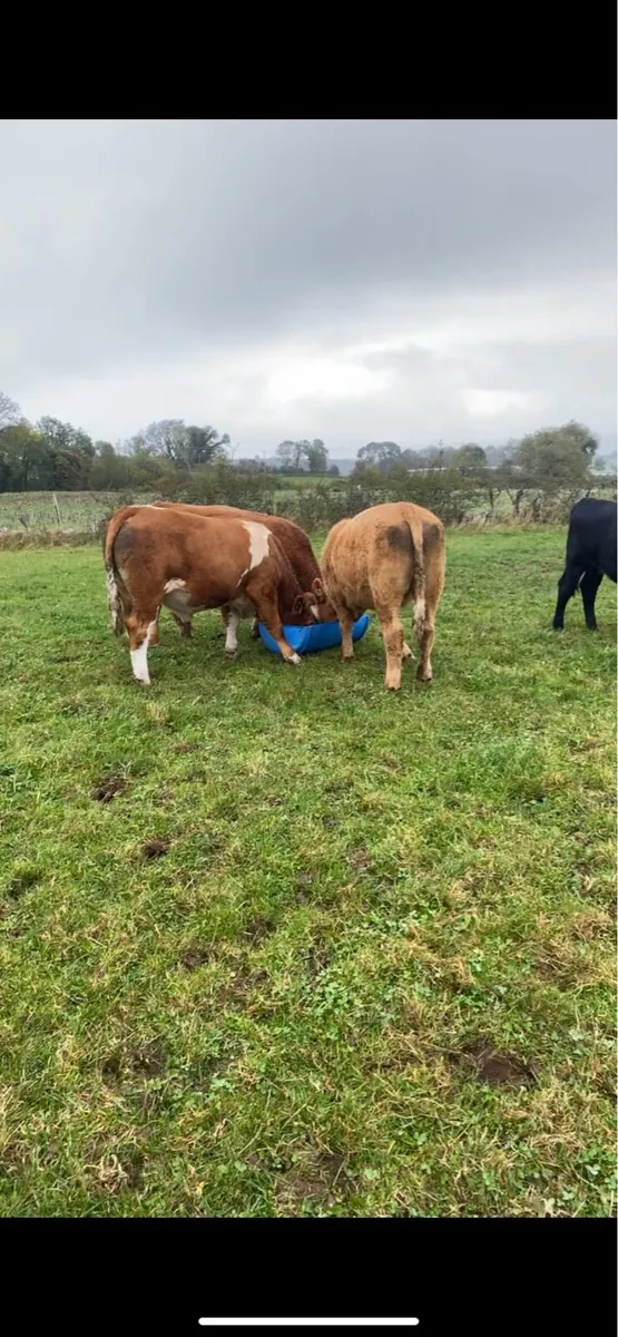 Organic Bullocks - Image 1