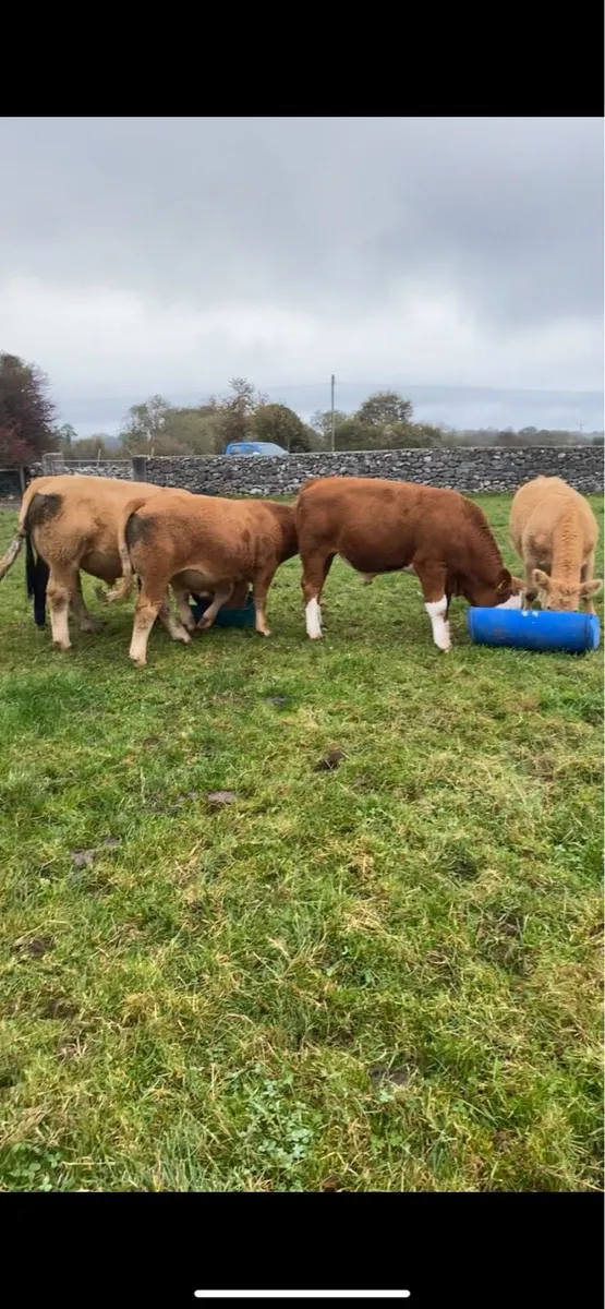 Organic Bullocks - Image 4