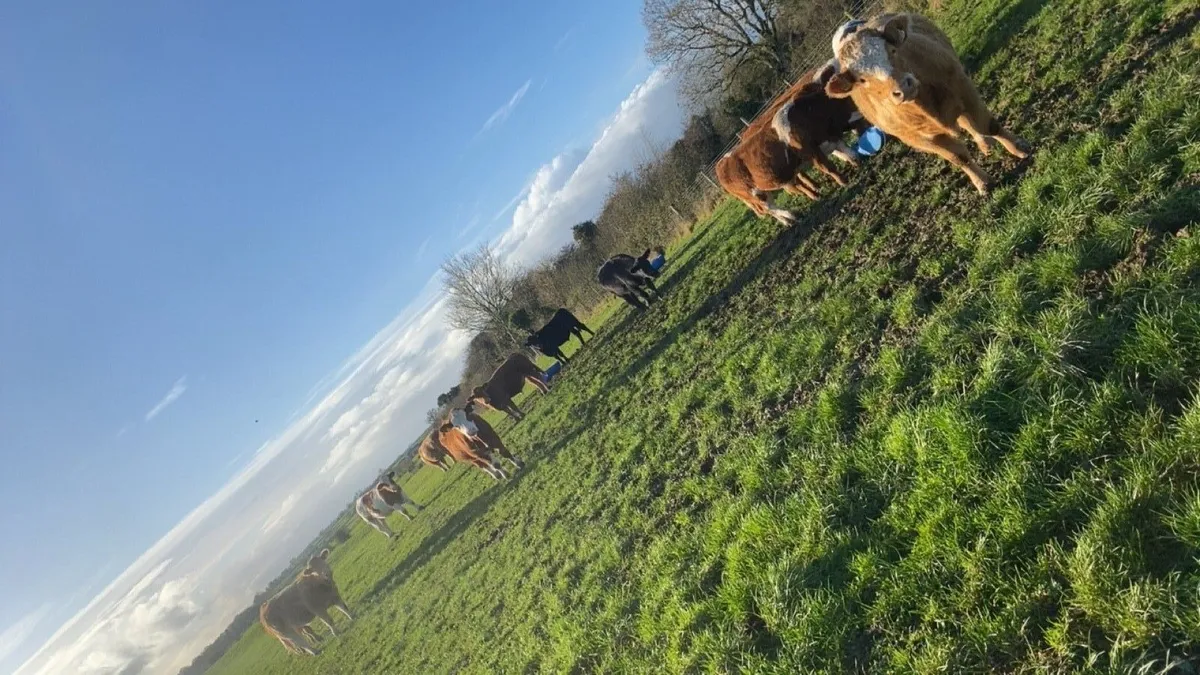 Organic Bullocks - Image 2