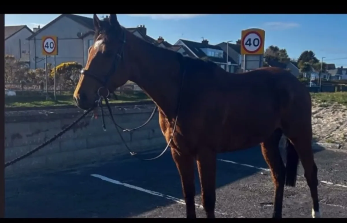 4year old horse - Image 1