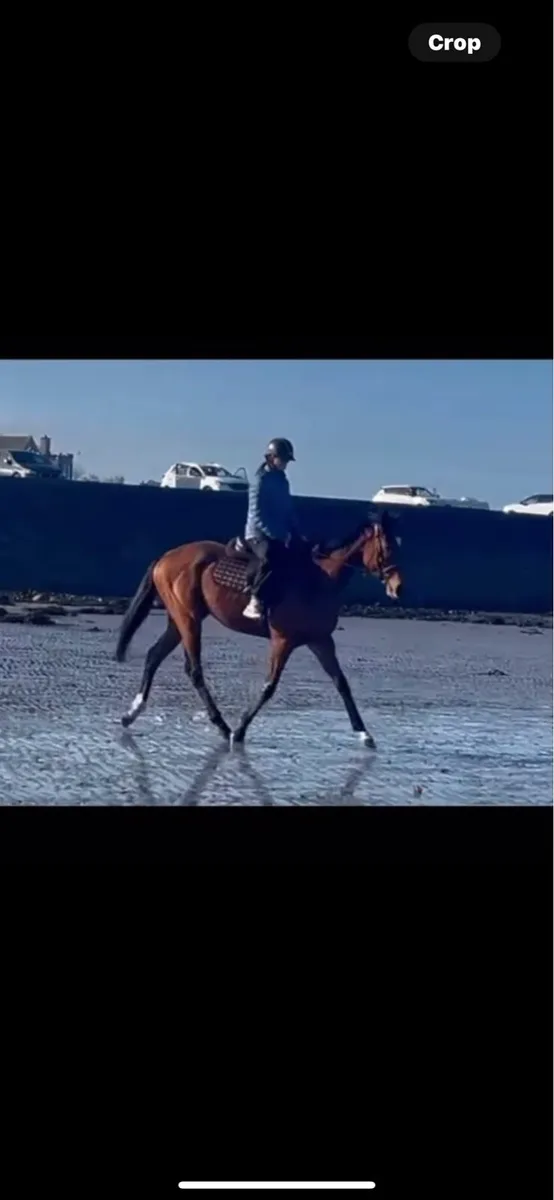 4year old horse - Image 2