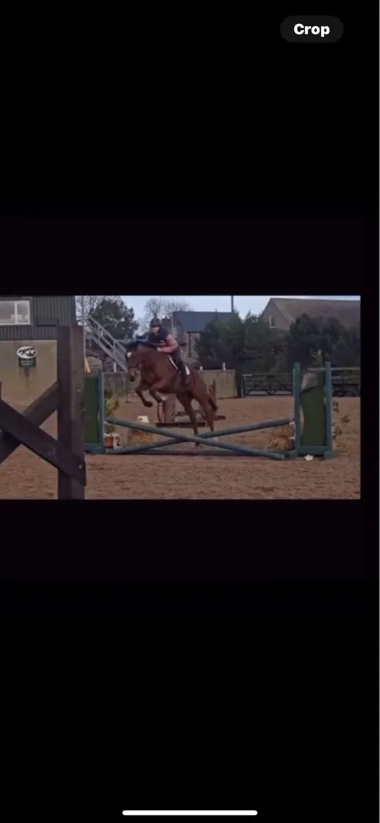 4year old horse - Image 3