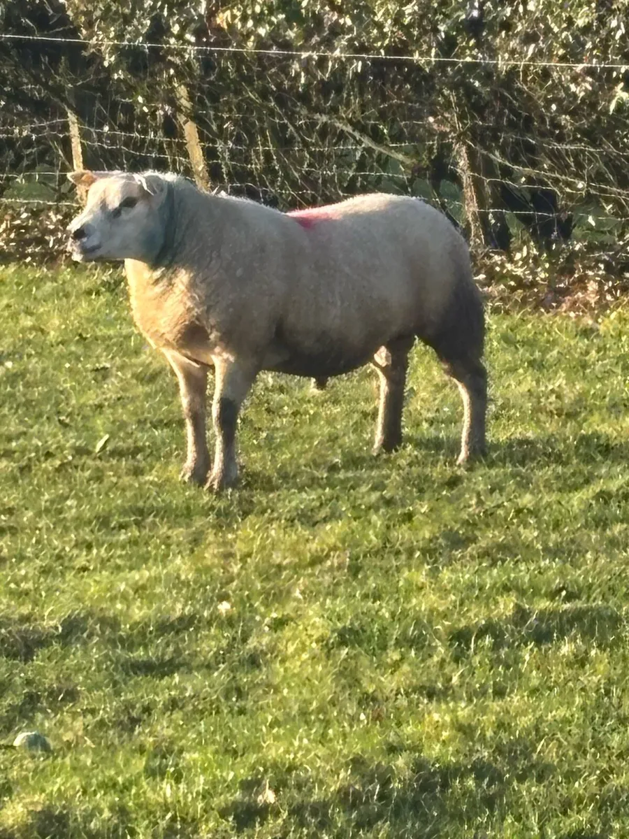PBNR Texel Hogget Ram - Image 1