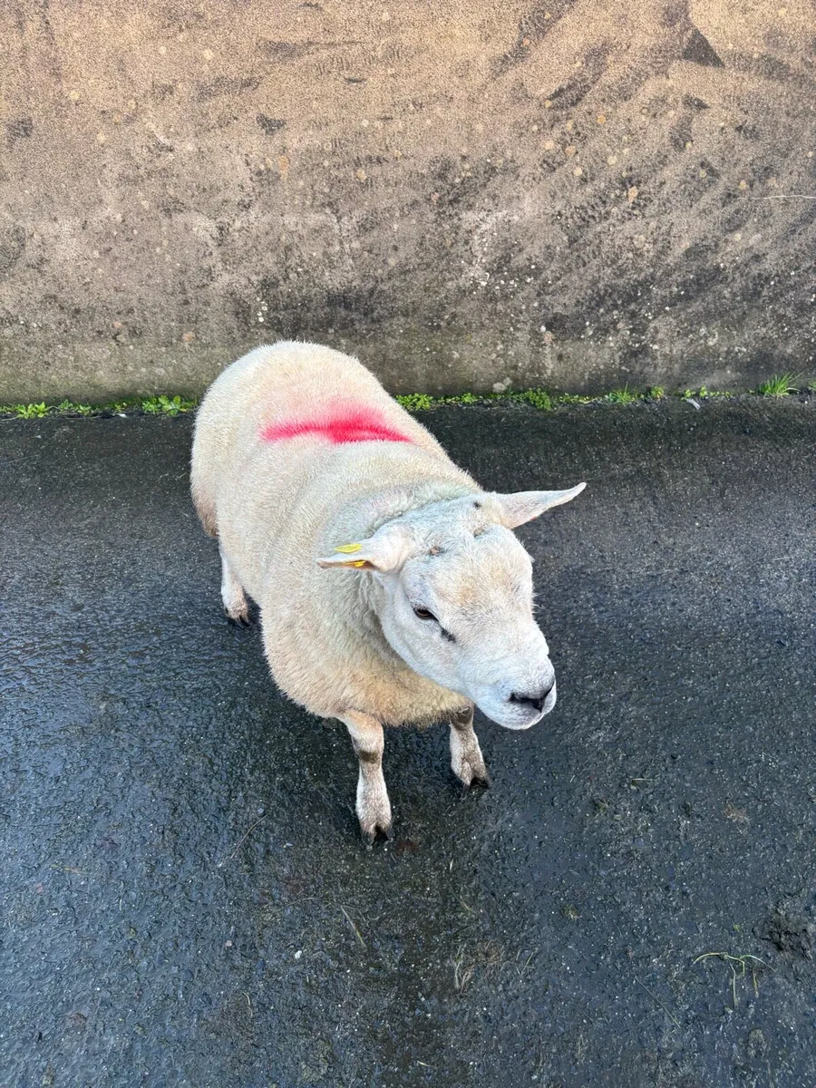 PBNR Texel Hogget Ram - Image 2