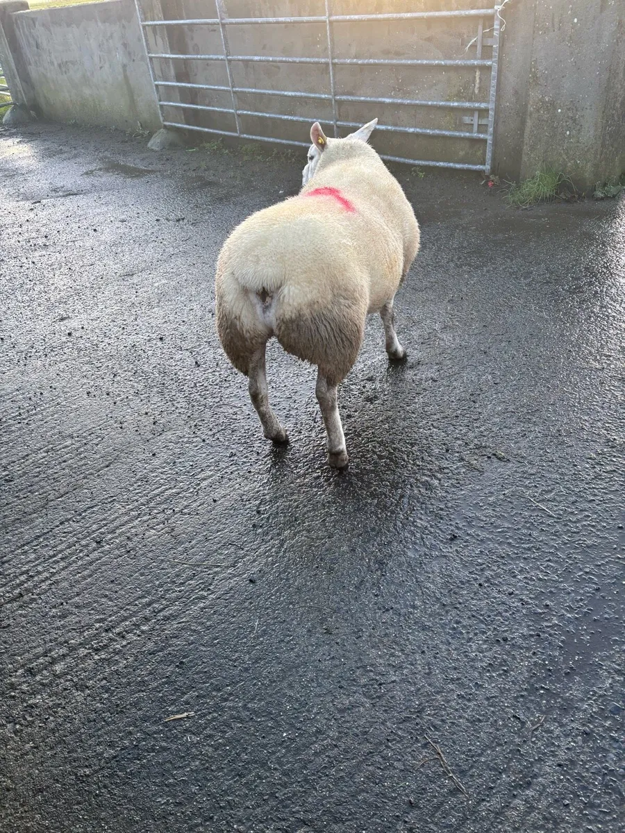 PBNR Texel Hogget Ram - Image 3