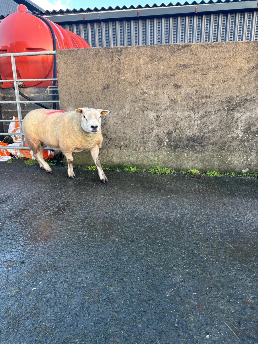 PBNR Texel Hogget Ram - Image 4