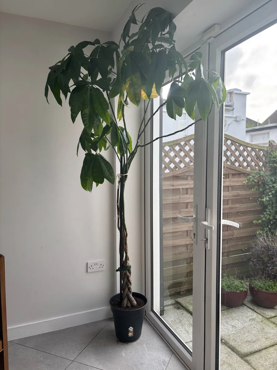 Tall indoor money plant - Image 1