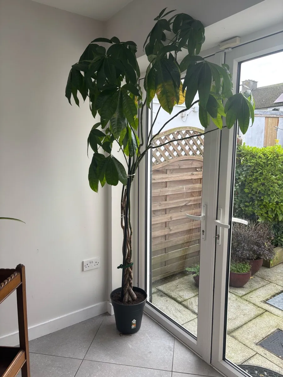 Tall indoor money plant - Image 2