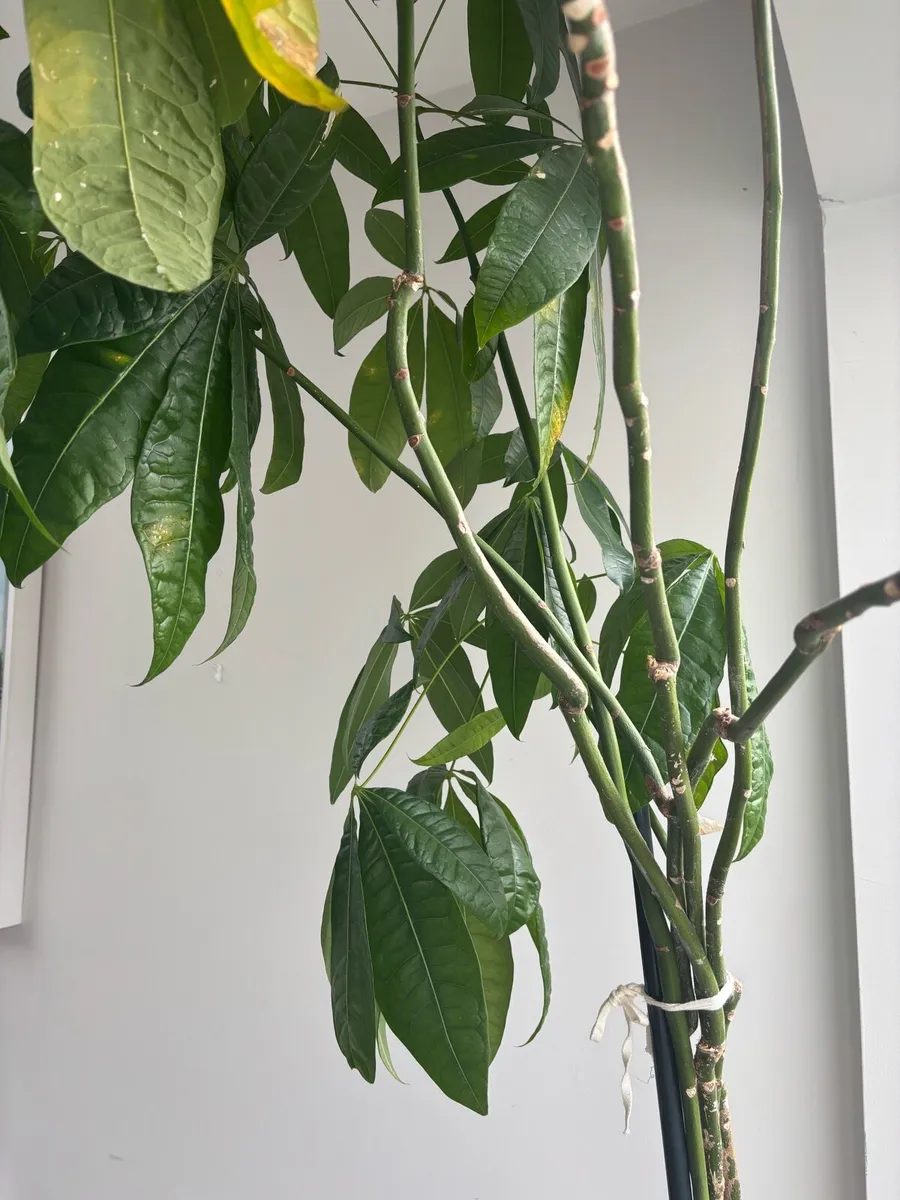 Tall indoor money plant - Image 3