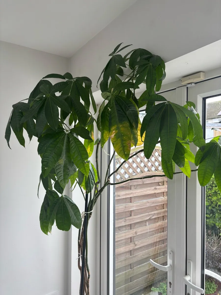 Tall indoor money plant - Image 4