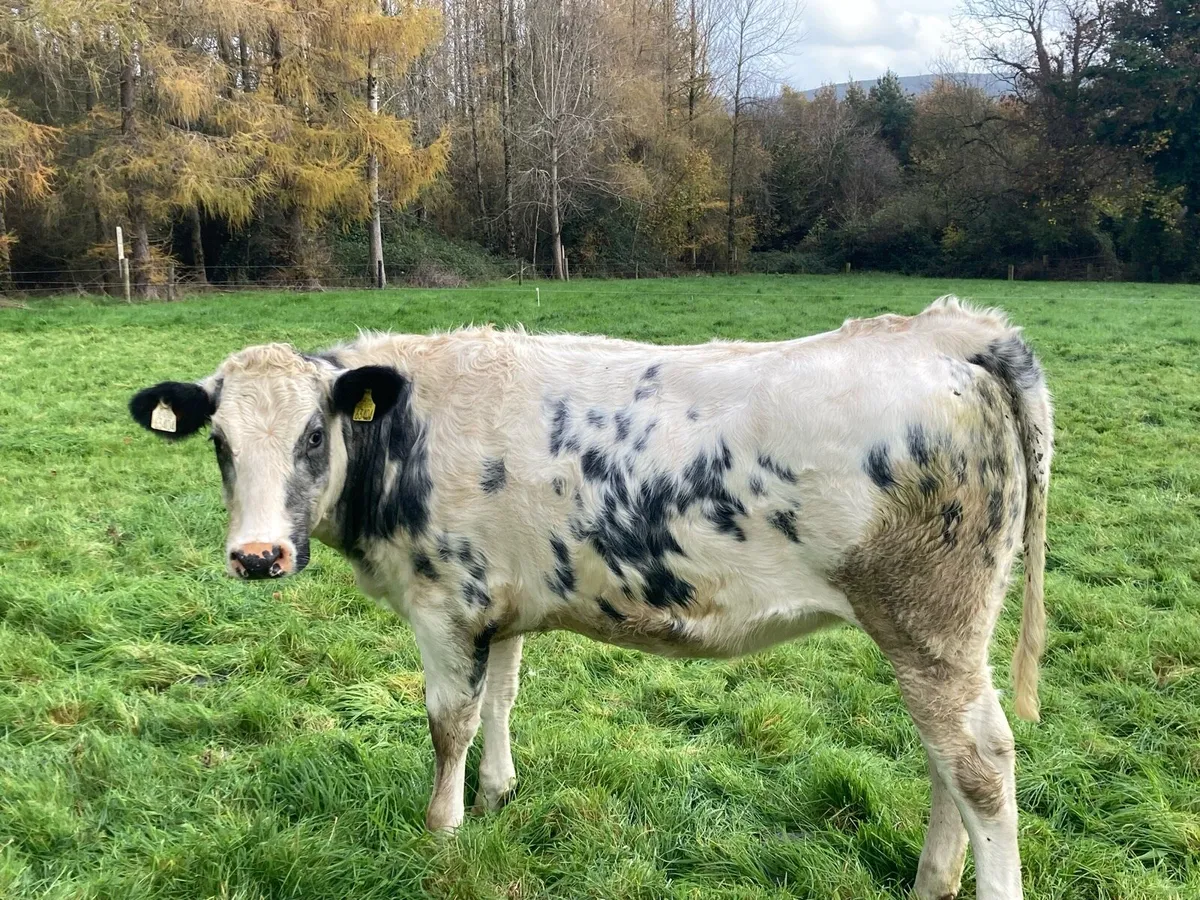 Belgian Blue heifers - Image 2