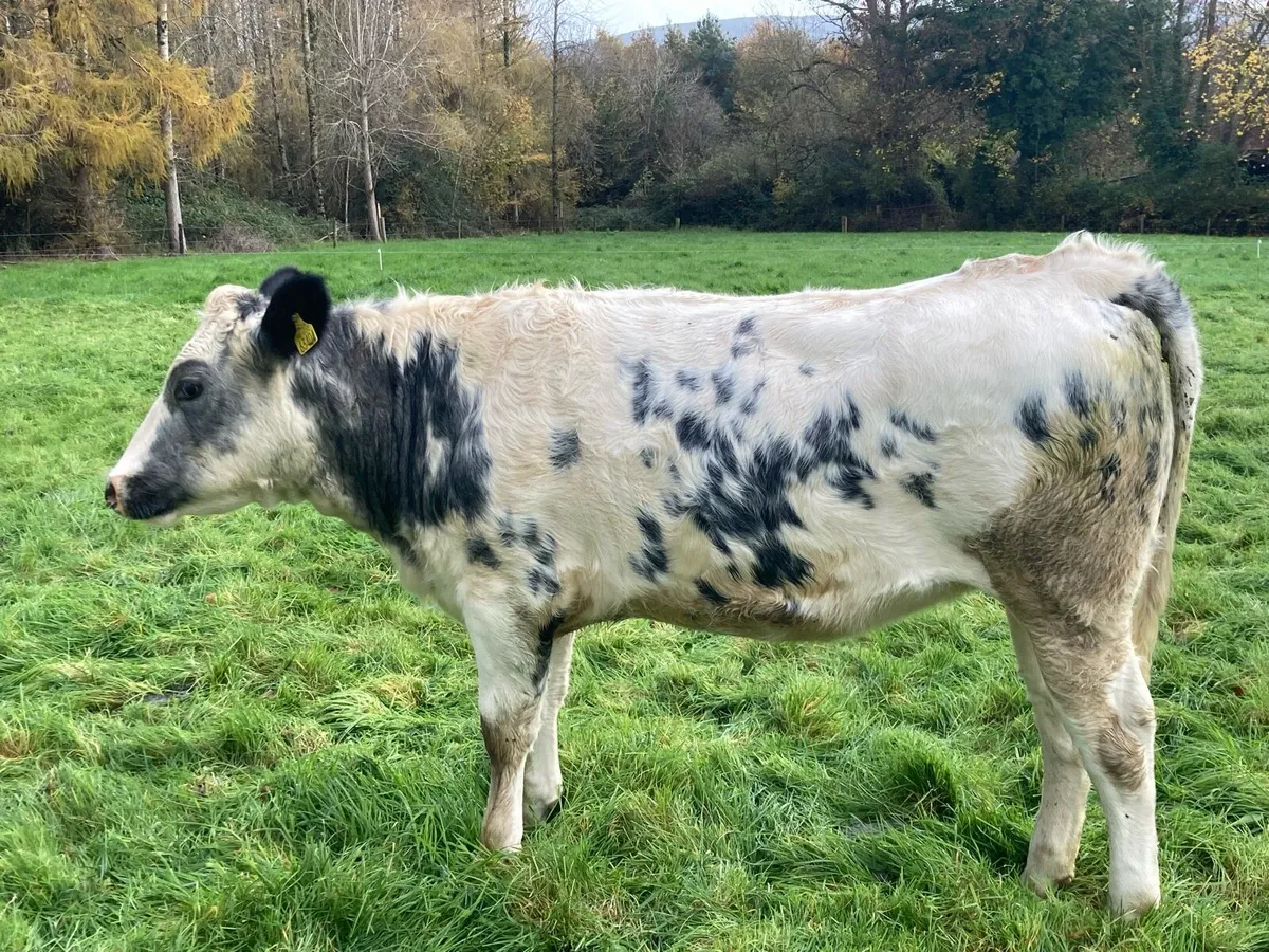 Belgian Blue heifers - Image 3